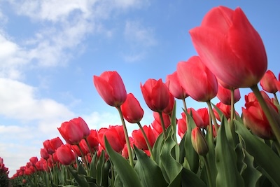 Tulpen van de foto gemaakt door Anita Evers